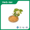 Lonicera Japonica Flower Extract 